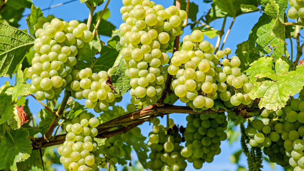 El pulso de SO₂ mejora la conservación de uvas de piel fina.jpg